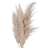 Photograph: Cream Pampas Grass